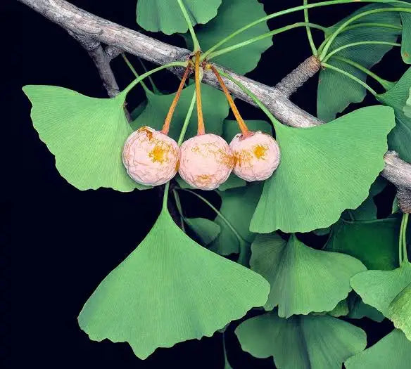 الجنكة بيلوبا (Ginkgo Biloba)
